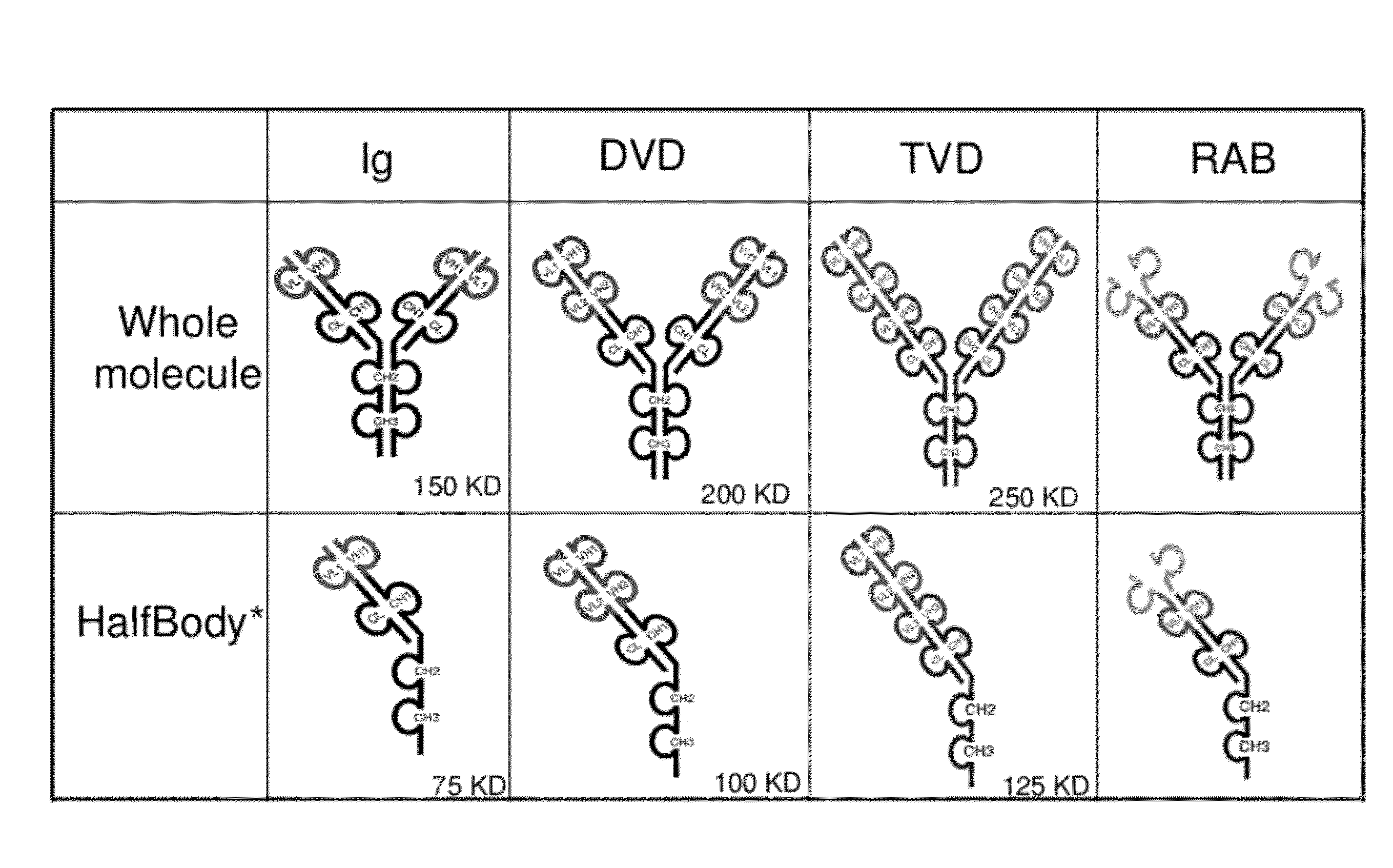 Half immunoglobulin binding proteins and uses thereof