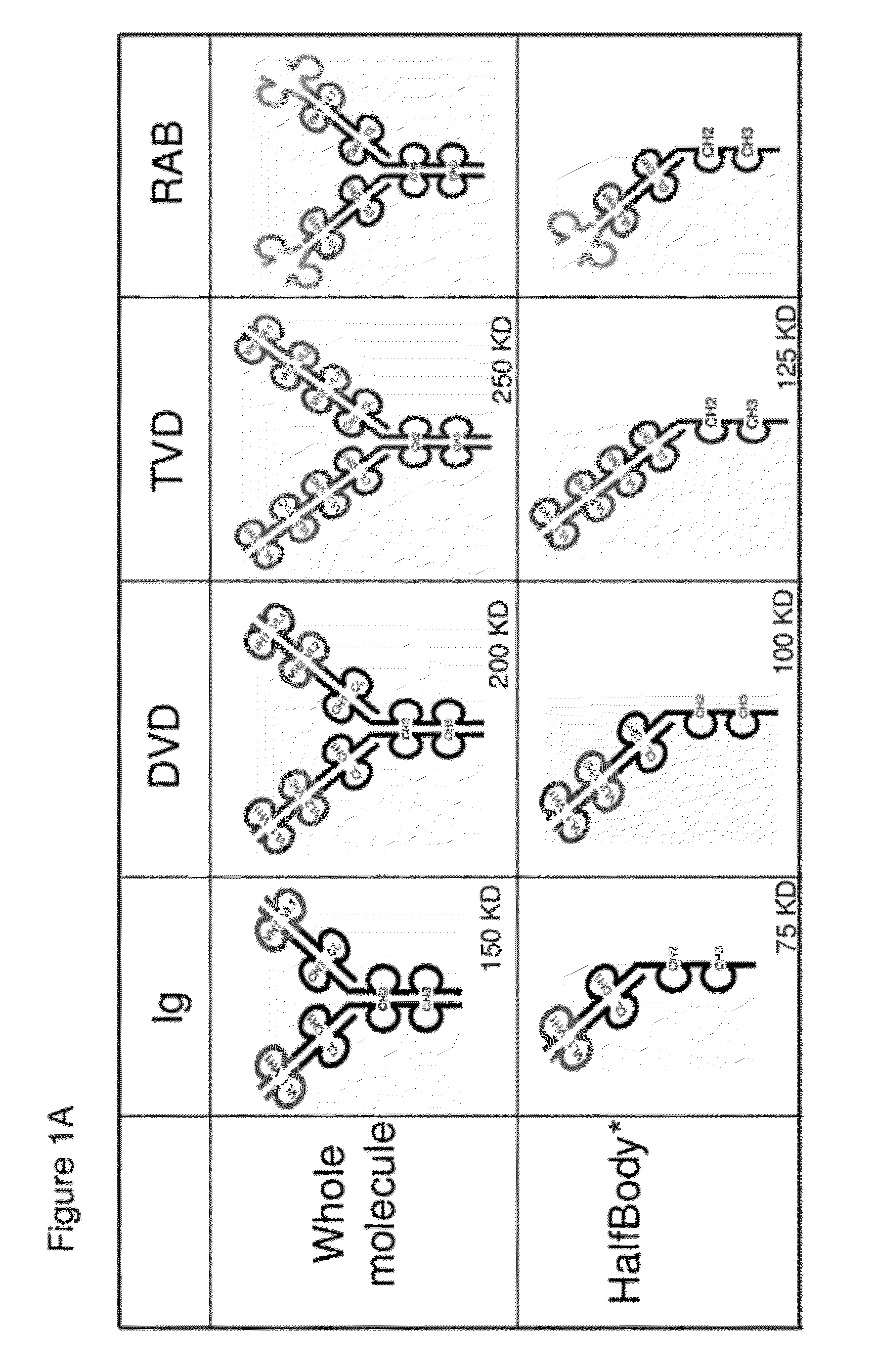 Half immunoglobulin binding proteins and uses thereof