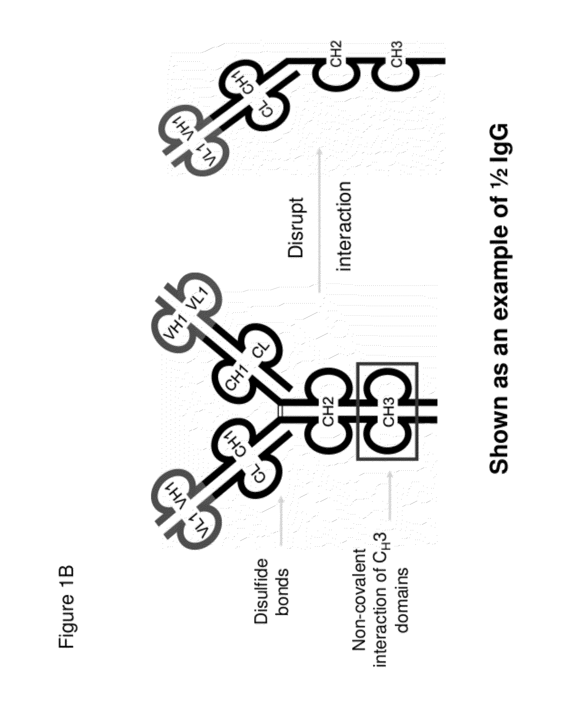 Half immunoglobulin binding proteins and uses thereof