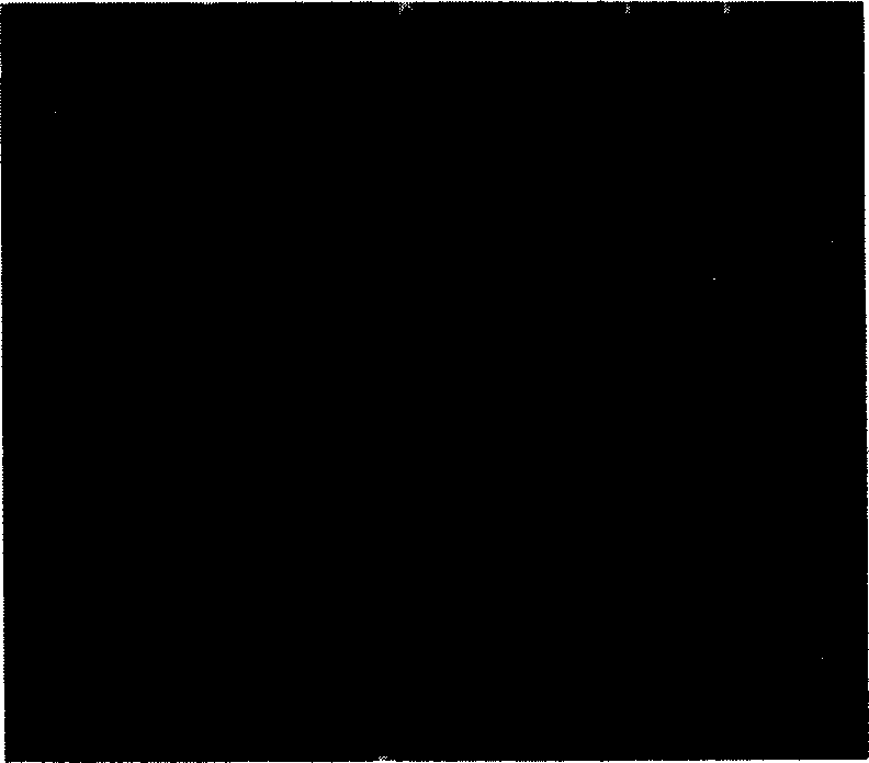 Separating and purifying method for ox adrenal medella chromaffin cell