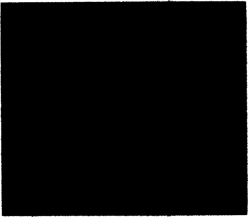 Separating and purifying method for ox adrenal medella chromaffin cell