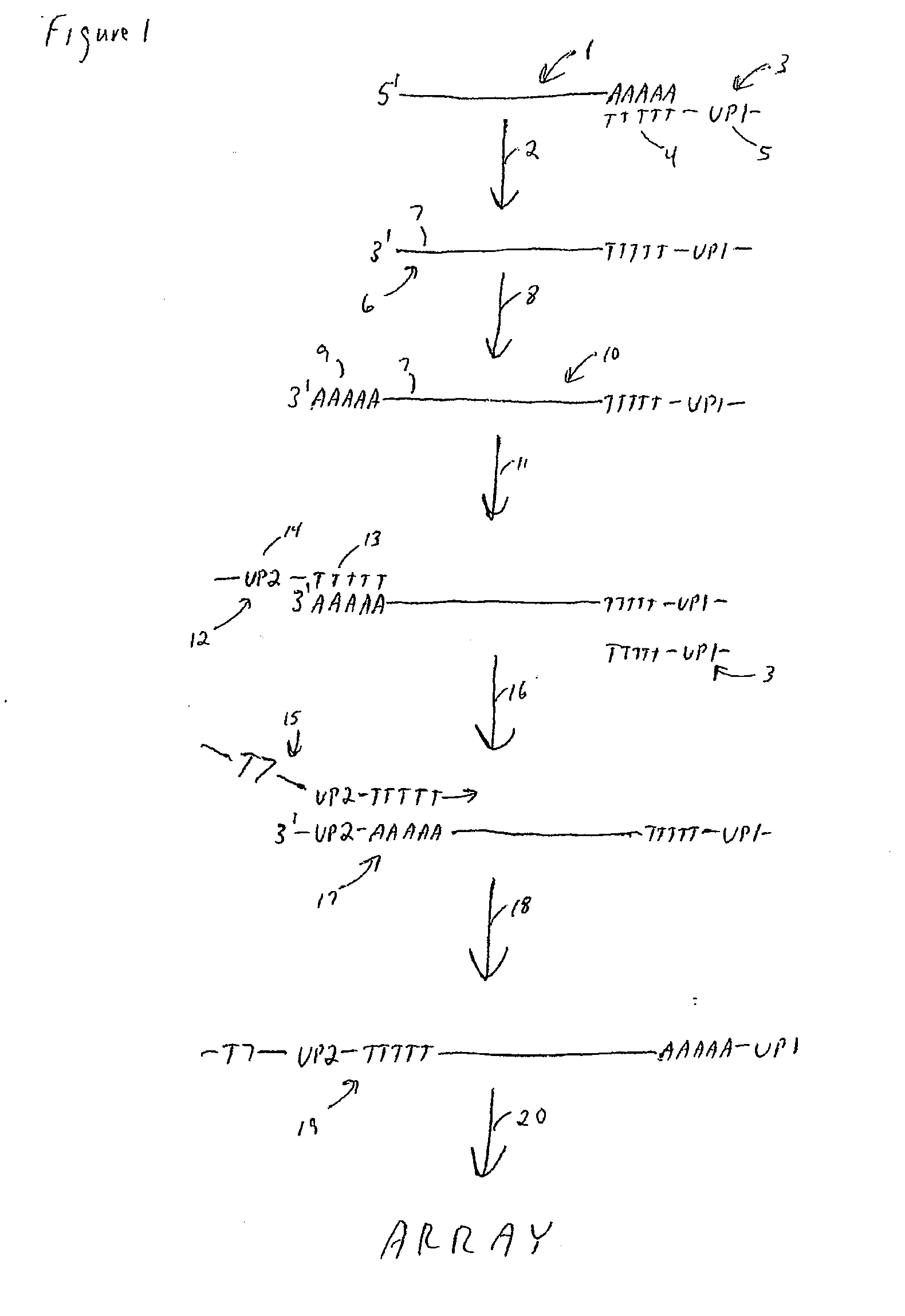 Method for amplifying monomorphic-tailed nucleic acids