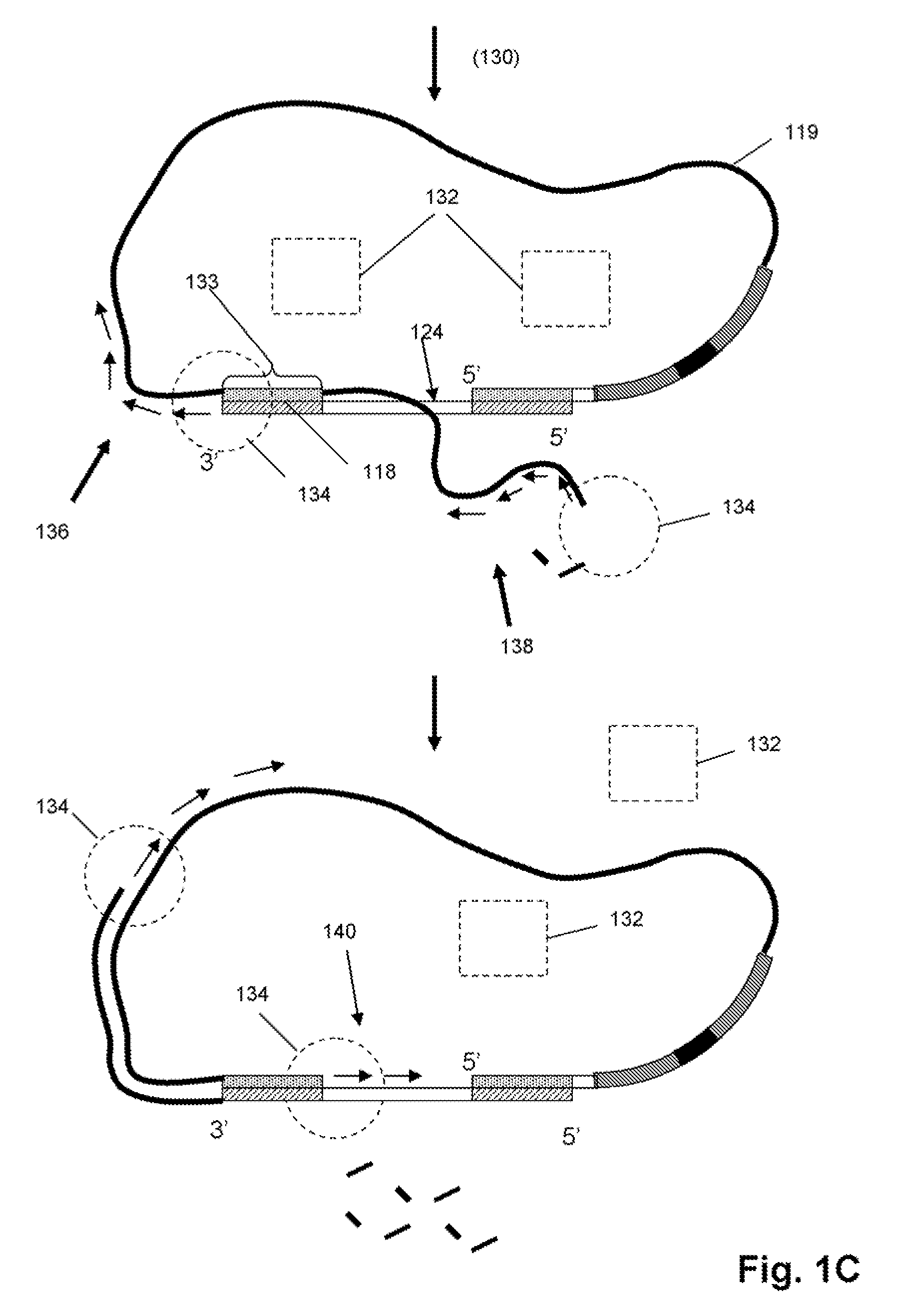 Selected amplification of polynucleotides