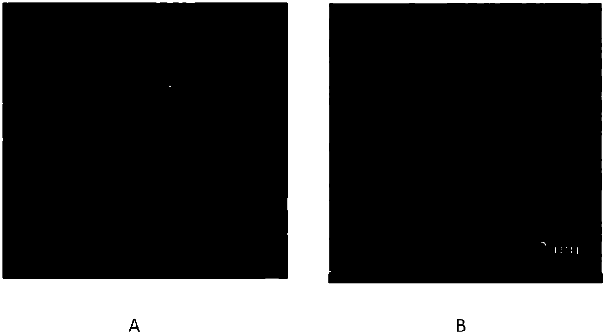 Halogenated benzoic acid degradation strain, inoculant produced by strain and application