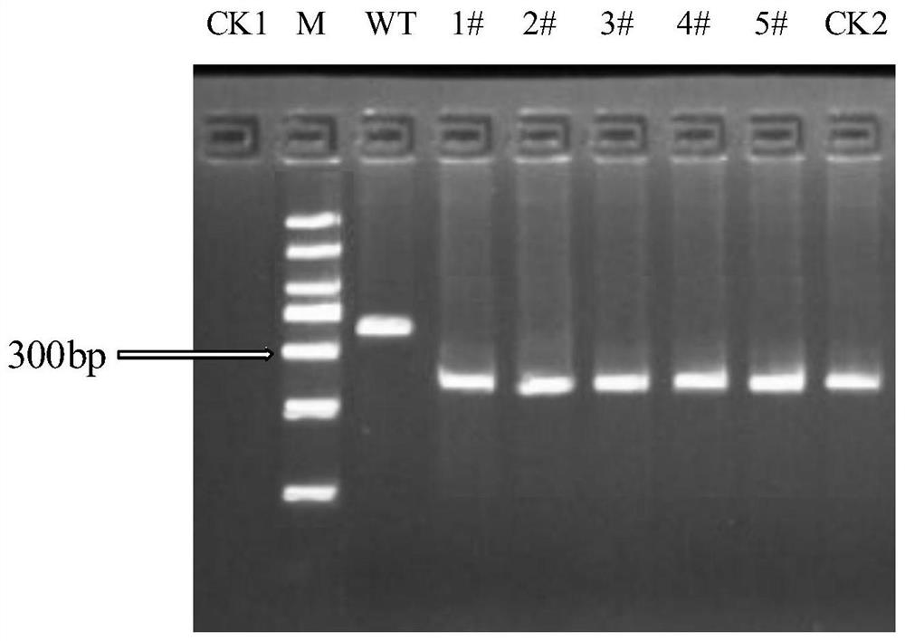 Rice selenium-rich gene OsHSE2-1 and application thereof