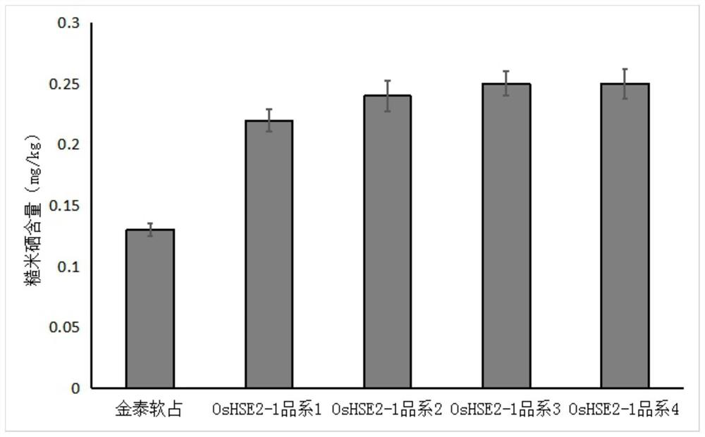 Rice selenium-rich gene OsHSE2-1 and application thereof