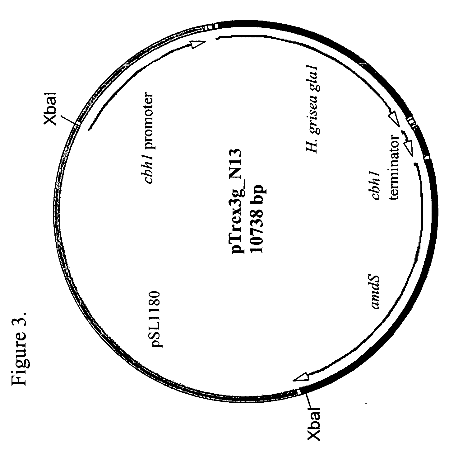 Expression of granular starch hydrolyzing enzymes in Trichoderma and process for producing glucose from granular starch substrates