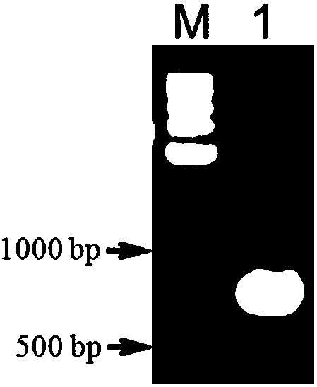 Peanut δ9-stearyl-acp dehydrogenase ahsad promoter and its preparation method and application