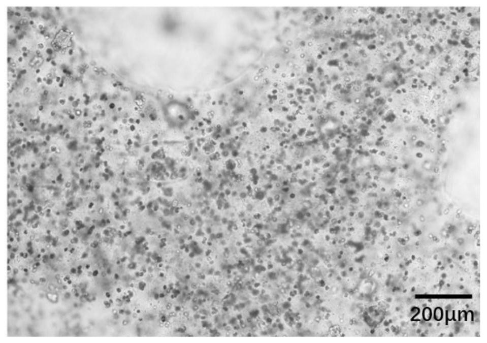 Liver tissue-like structural body as well as preparation method and application thereof