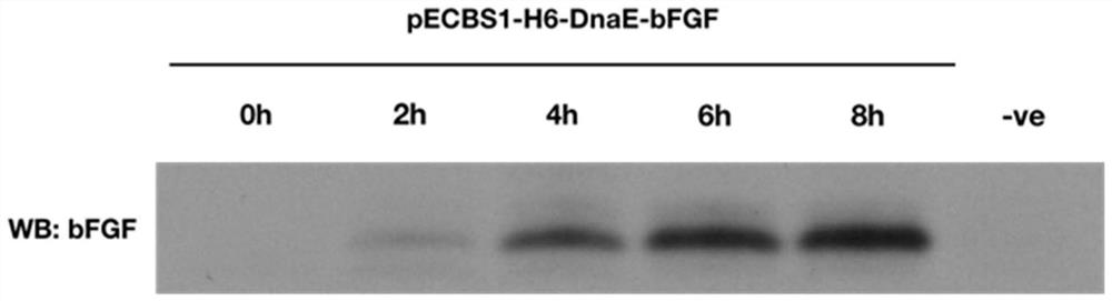 Method for preparing human basic fibroblast growth factor by using bacillus subtilis and endonuclease