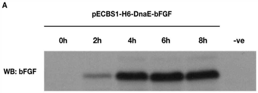 Method for preparing human basic fibroblast growth factor by using bacillus subtilis and endonuclease