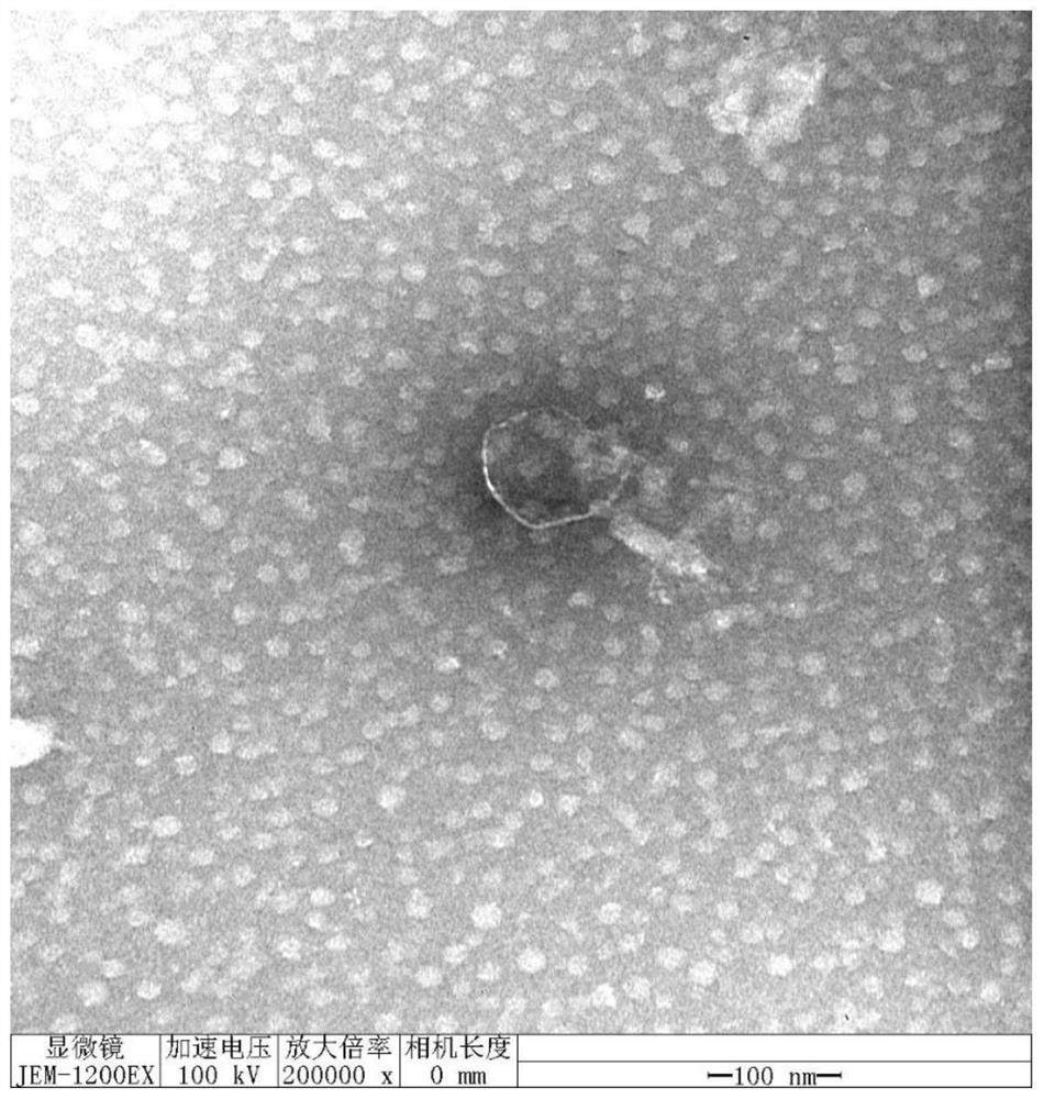 A Thermostable Escherichia coli Phage rdp-ec-20031 and Its Application