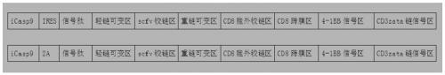 A kind of cd19-car-t cell carrying icasp9 suicide gene and its application