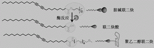 Fluorescent polymeric vesicle assembled by program control and preparation method thereof