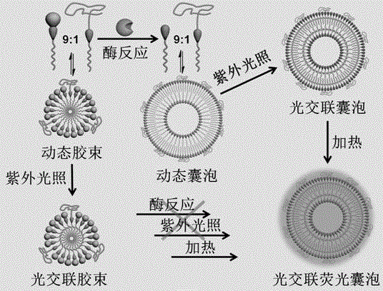 Fluorescent polymeric vesicle assembled by program control and preparation method thereof