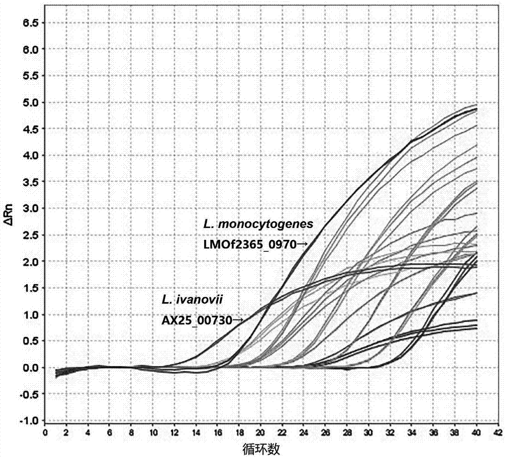 Dual PCR method for simultaneously detecting Listeria monocytogene and Listeria ivanovii