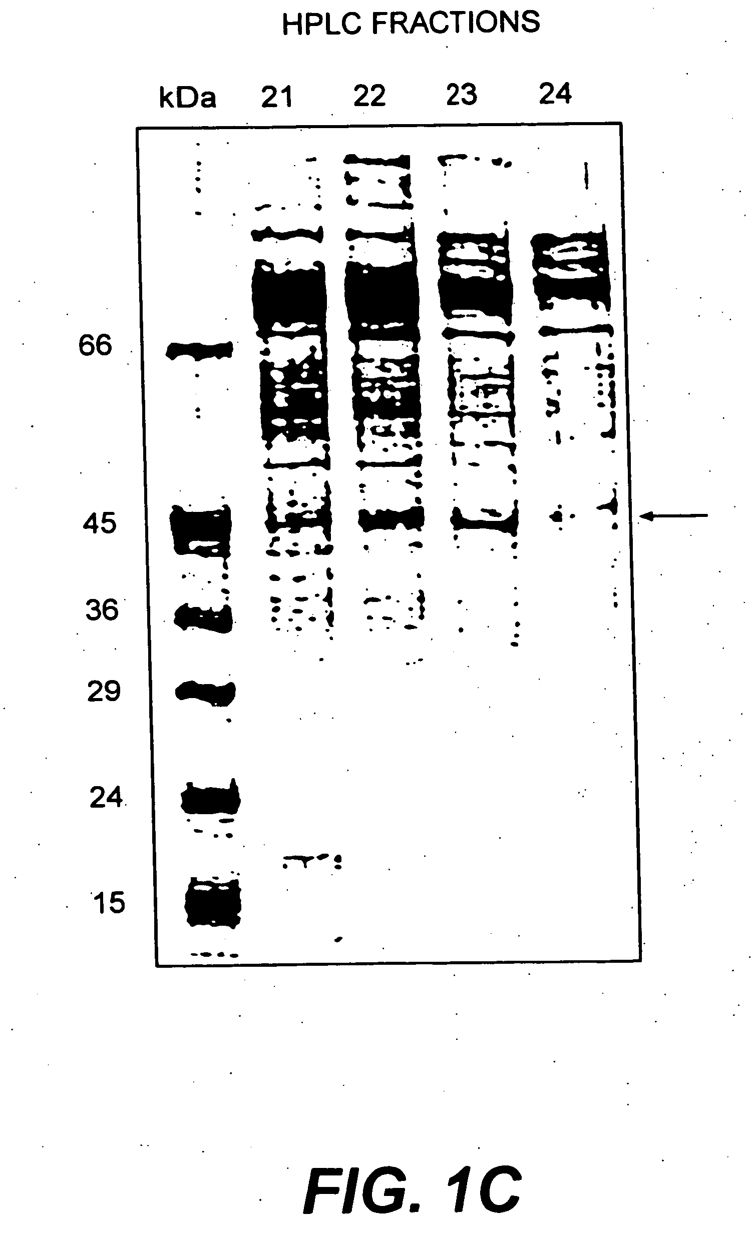 Cloning, sequencing and expression of a gene encoding an eukaryotic amino acid racemase, and diagnostic, therapeutic, and vaccination applications of parasite and viral mitogens