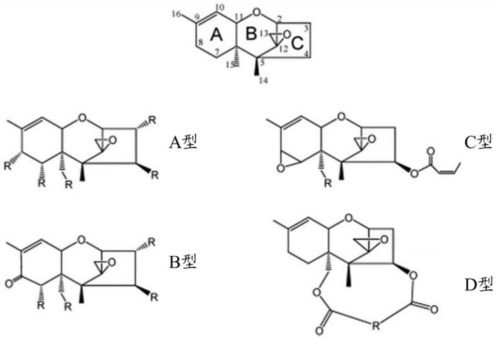 Method for biotransformation of trichothecene