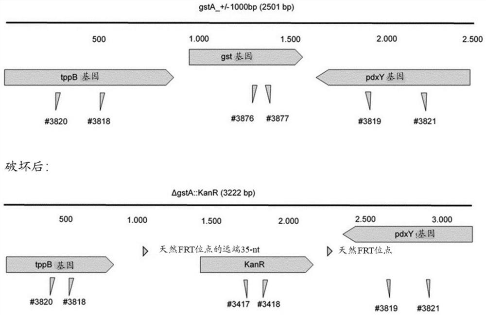 Method for biotransformation of trichothecene