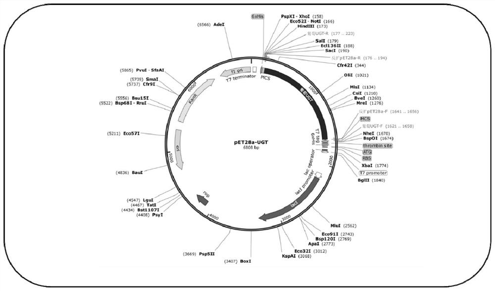 Construction and application of engineering strain for biosynthesizing resveratrol glucoside by taking resveratrol as substrate