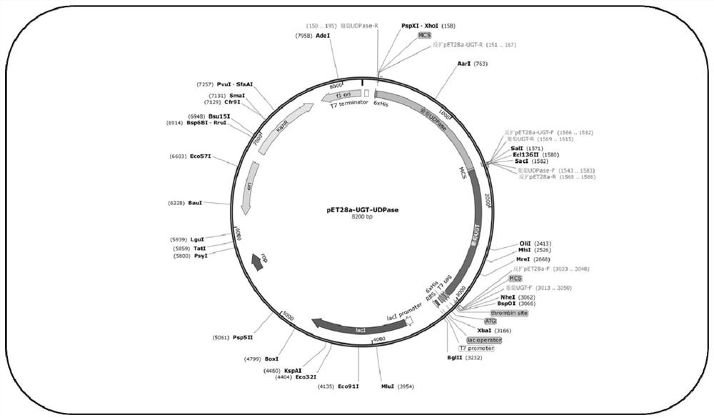 Construction and application of engineering strain for biosynthesizing resveratrol glucoside by taking resveratrol as substrate