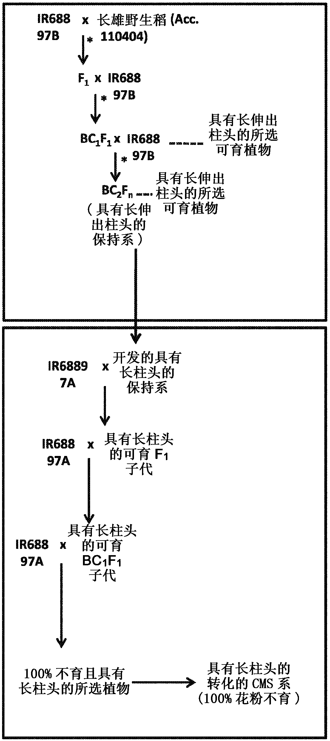 Increasing hybrid seed production through higher outcrossing rate in cytoplasmic male sterile rice and related materials and methods