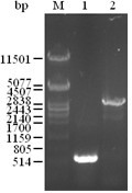 Strain producing dynamic controlling recombinant strain and method for preparing D-lactic acid with recombinant strain