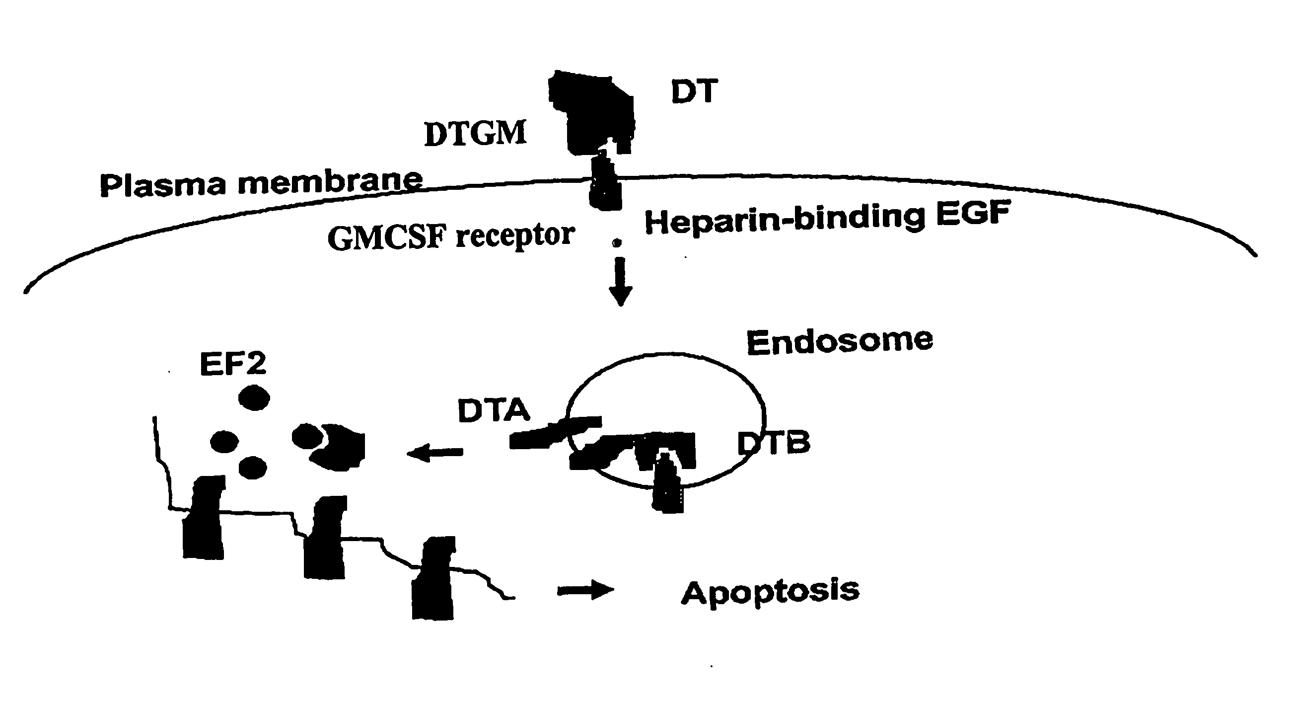 Activation of Recombinant Diphtheria Toxin Fusion Proteins by Specific Proteases Highly Expressed on the Surface of Tumor Cells