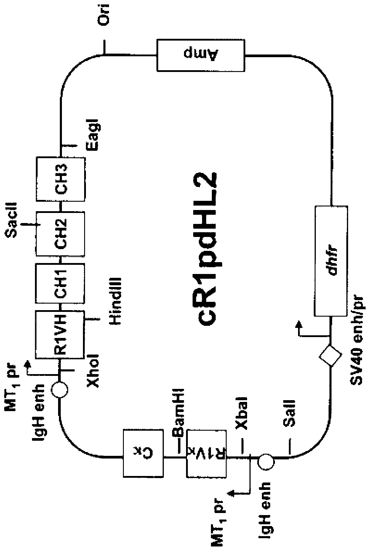 Novel class of monospecific and bispecific humanized antibodies that target the insulin-like growth factor type i receptor (IGF-1R)