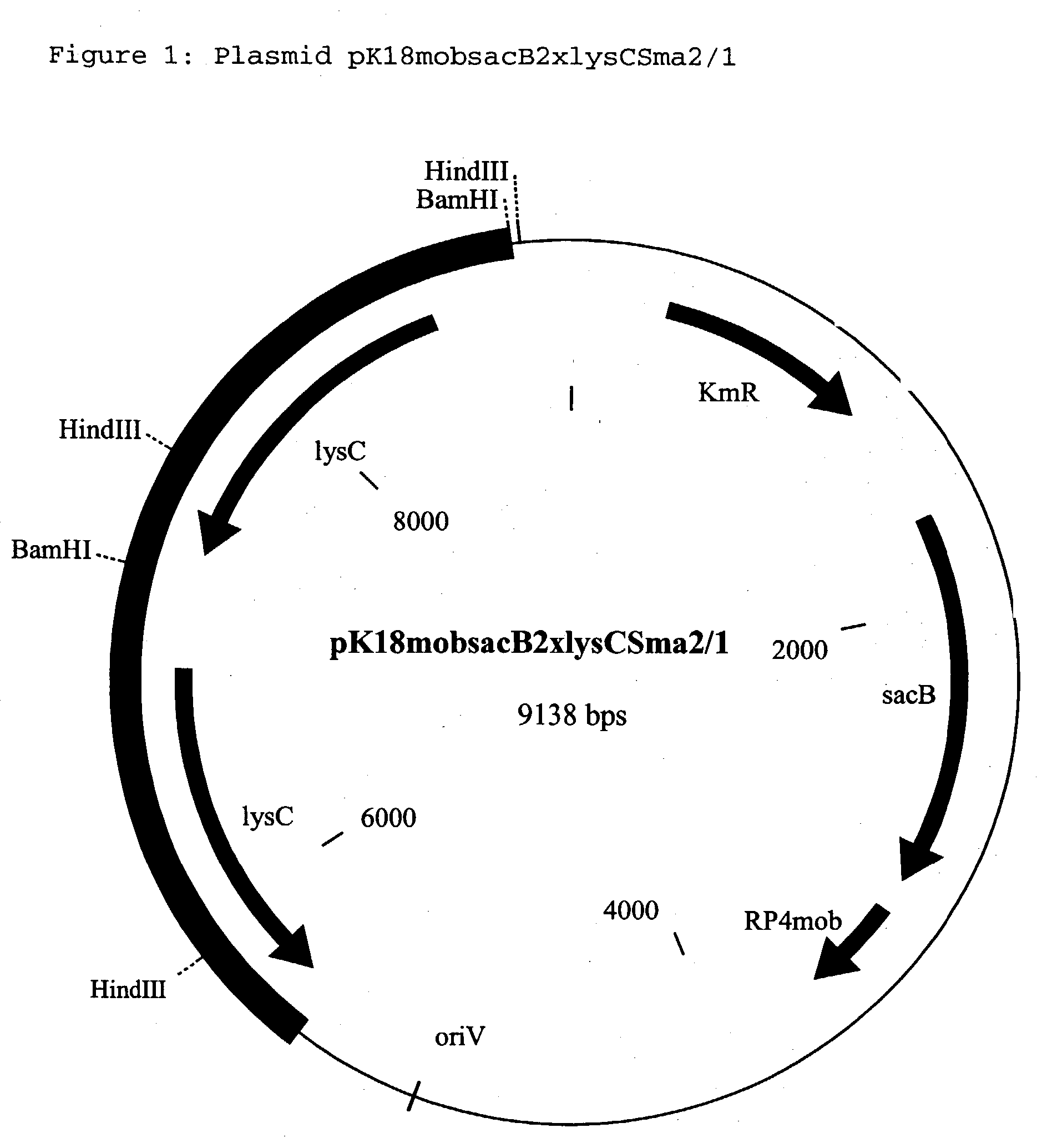 Coryneform bacteria which produce chemical compounds II