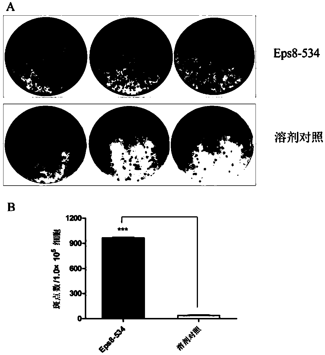 A dual antitumor polypeptide based on the EPS8-SH3 domain