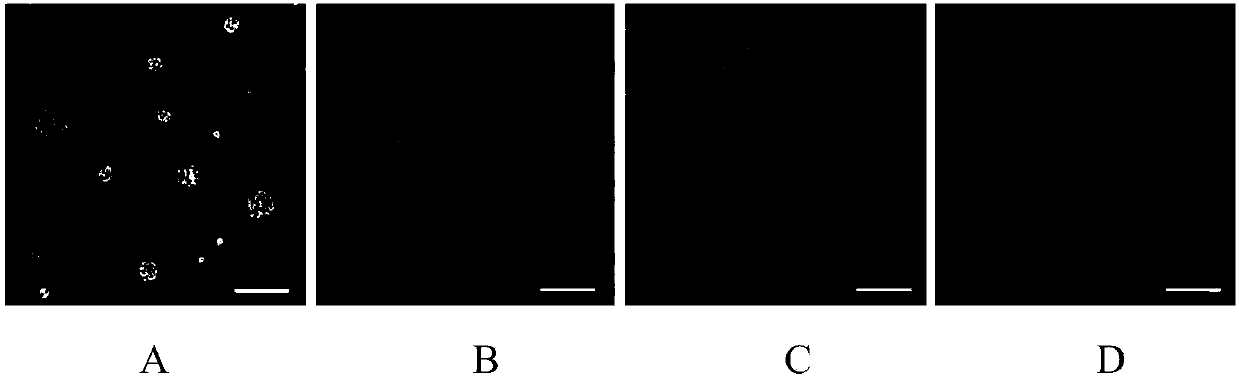 Nucleic acid delivery carrier, preparation method and application of nucleic acid delivery carrier