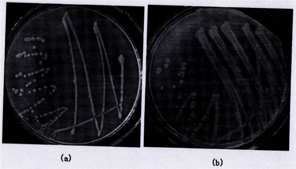 A kind of compound bacteria capable of rapidly degrading 17β-estradiol and its preparation method and application