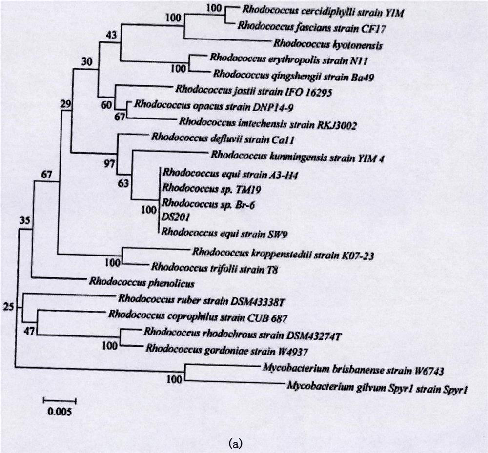 A kind of compound bacteria capable of rapidly degrading 17β-estradiol and its preparation method and application