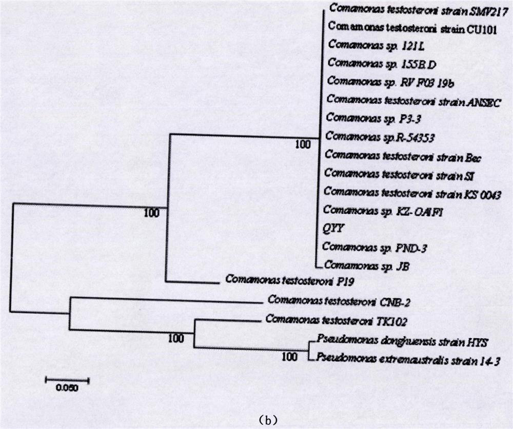 A kind of compound bacteria capable of rapidly degrading 17β-estradiol and its preparation method and application