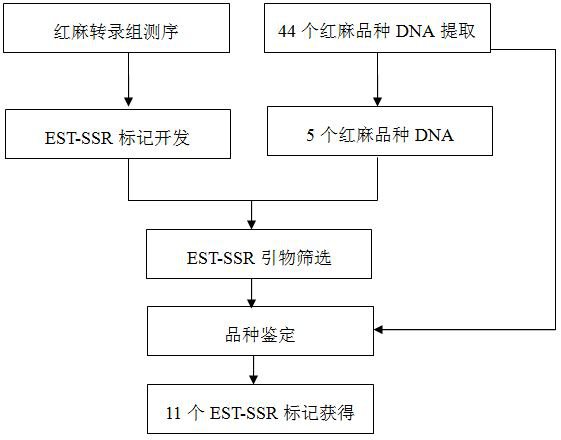 Kenaf drought response gene est-ssr primer and kit