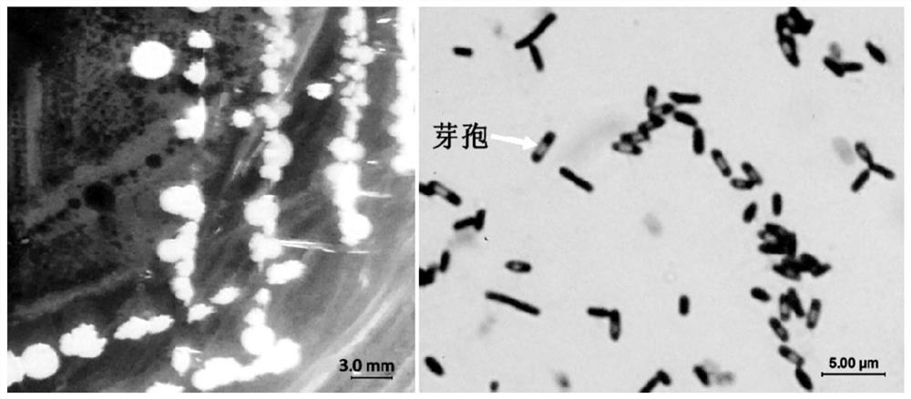 Gentiana rhodantha endophytic bacillus velezensis strain and application thereof