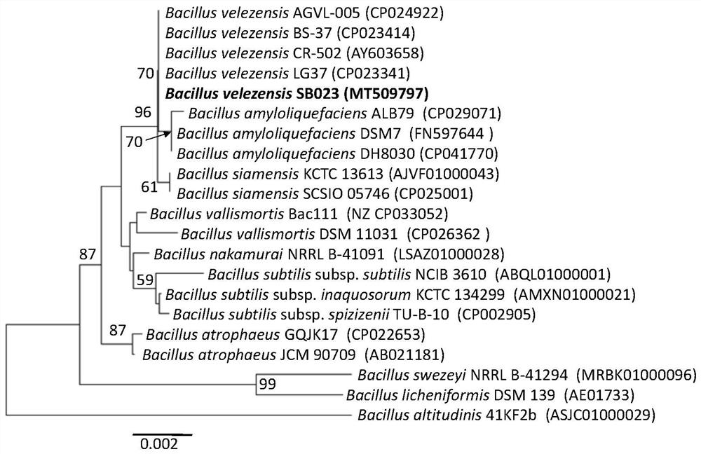 Gentiana rhodantha endophytic bacillus velezensis strain and application thereof