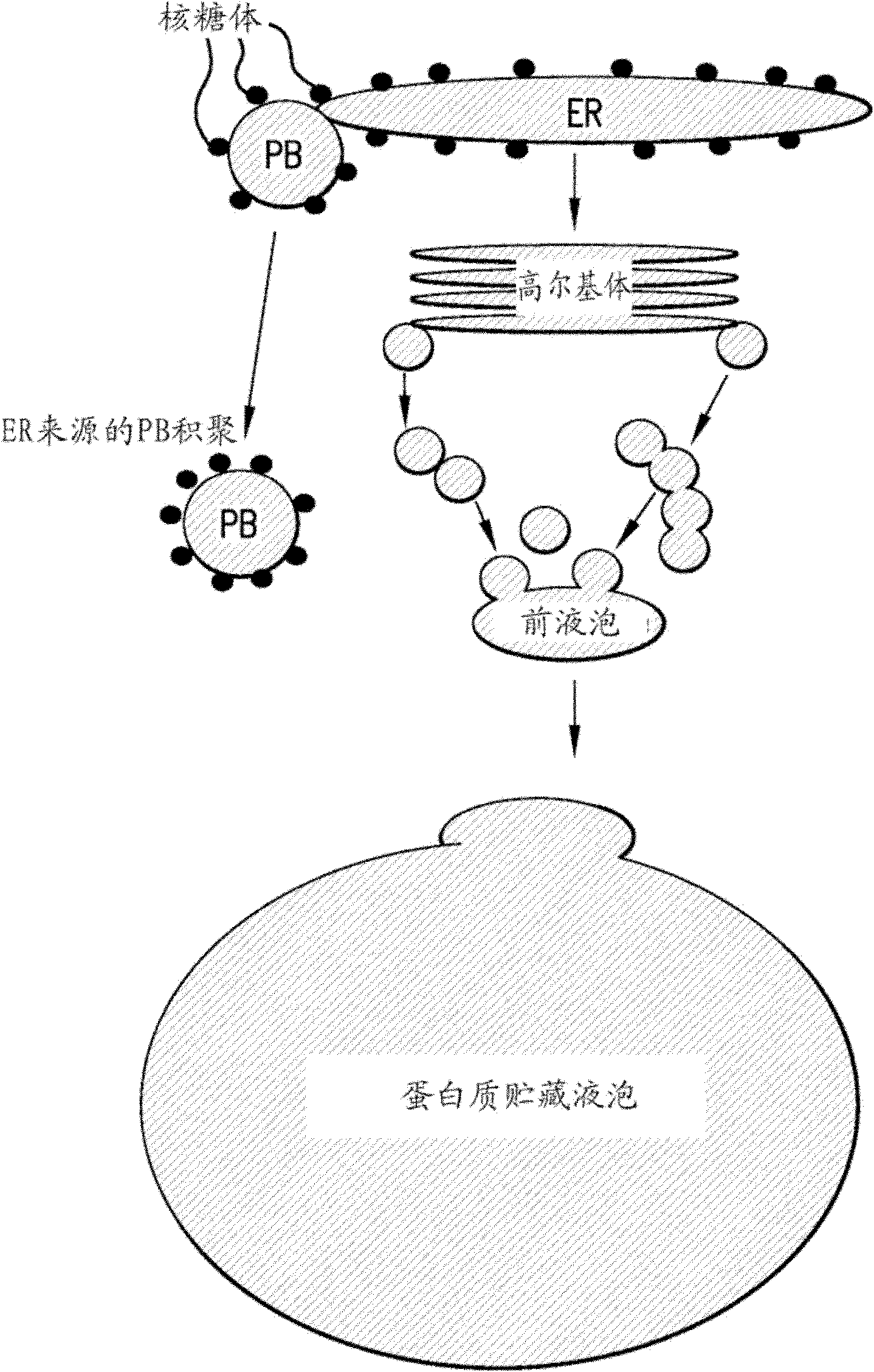 Improved protein production and storage in plants