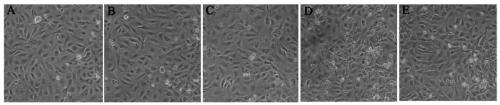 Novel broad-spectrum antimicrobial peptide SAMP1-A4 and preparing method thereof