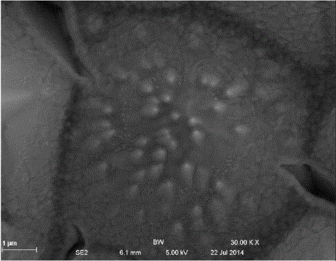 Preparation method of novel all back electrode crystalline silicon solar cell