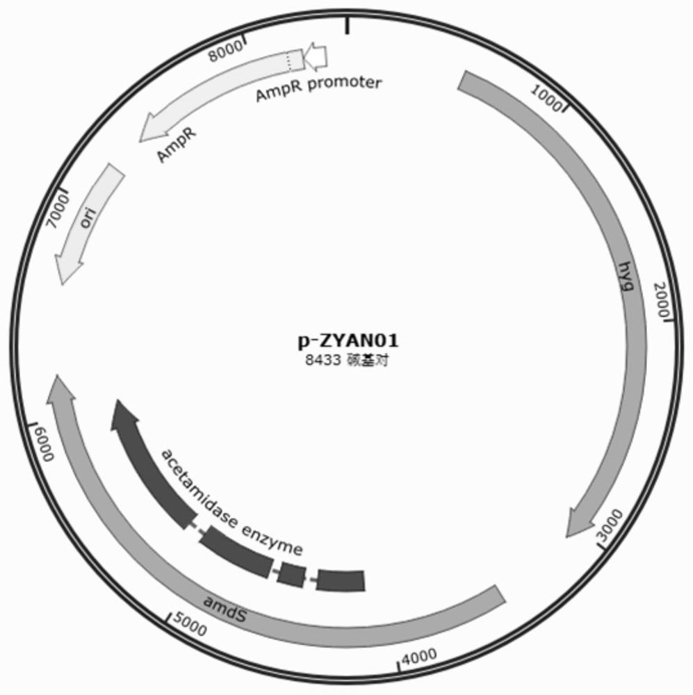 Aspergillus niger recombinant strain capable of massively expressing Candida antarctica lipase B as well as construction method and application of aspergillus niger recombinant strain