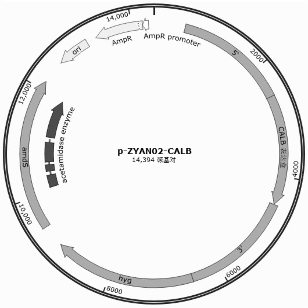 Aspergillus niger recombinant strain capable of massively expressing Candida antarctica lipase B as well as construction method and application of aspergillus niger recombinant strain