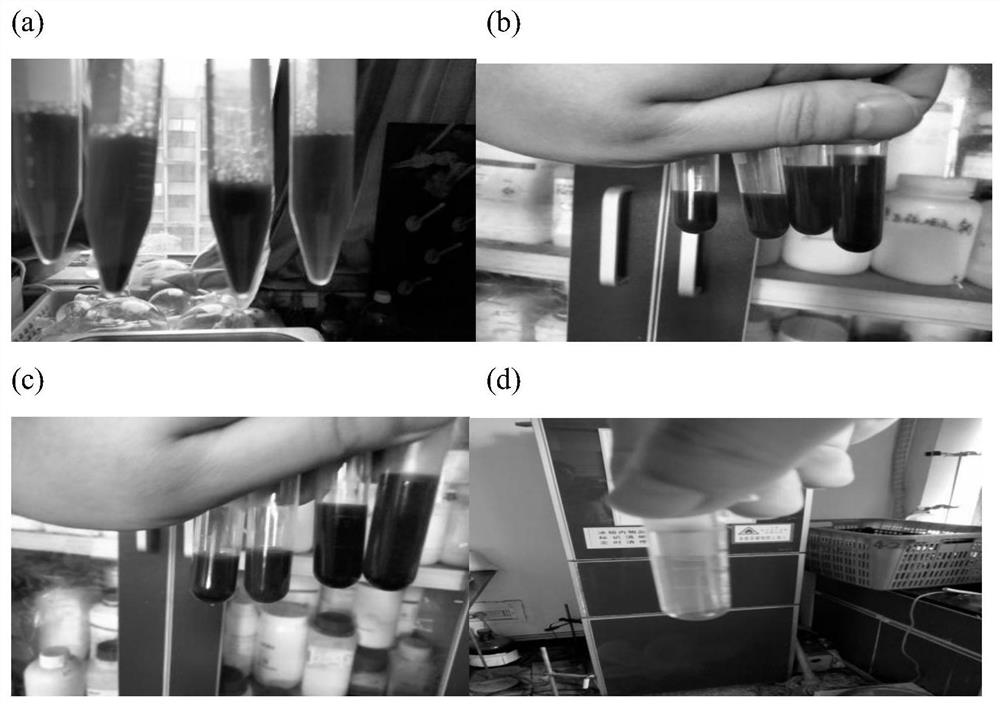 Erythrocyte membrane coated magnetic nanoparticles as well as preparation method and application thereof