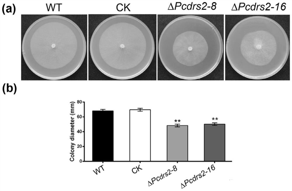 Phytophthora capsici P4-ATP enzyme PcDrs2 protein and application thereof