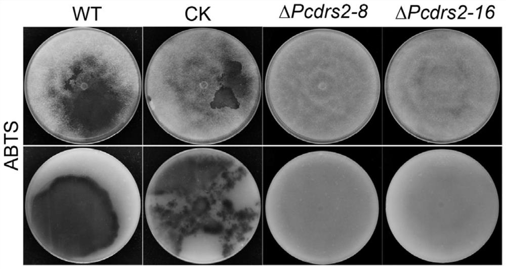 Phytophthora capsici P4-ATP enzyme PcDrs2 protein and application thereof