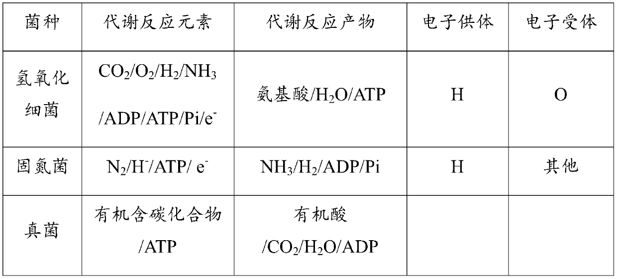 Compound strain based on hydrogen hydroxide bacteria and culture method thereof