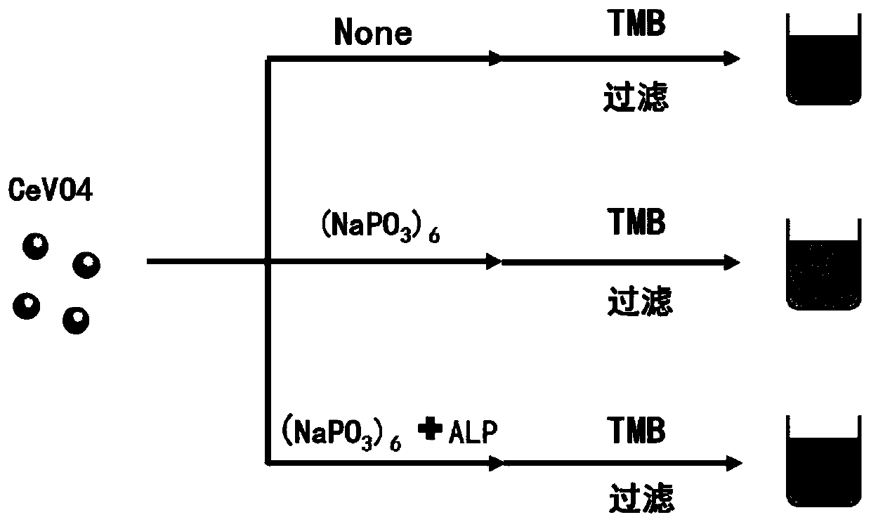 Alkaline phosphatase activity colorimetric detection method based on CeVO4