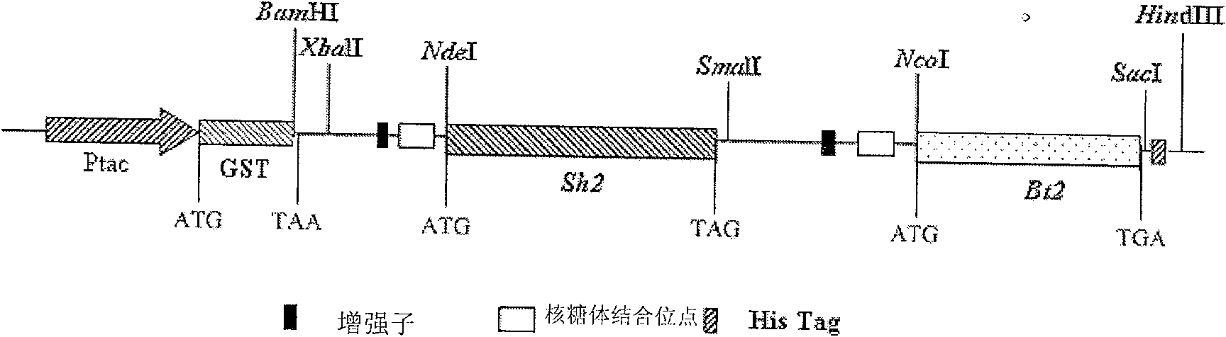 Corn embryosperm ADP-glucose pyrophosphorylase mutant and its screening method and application