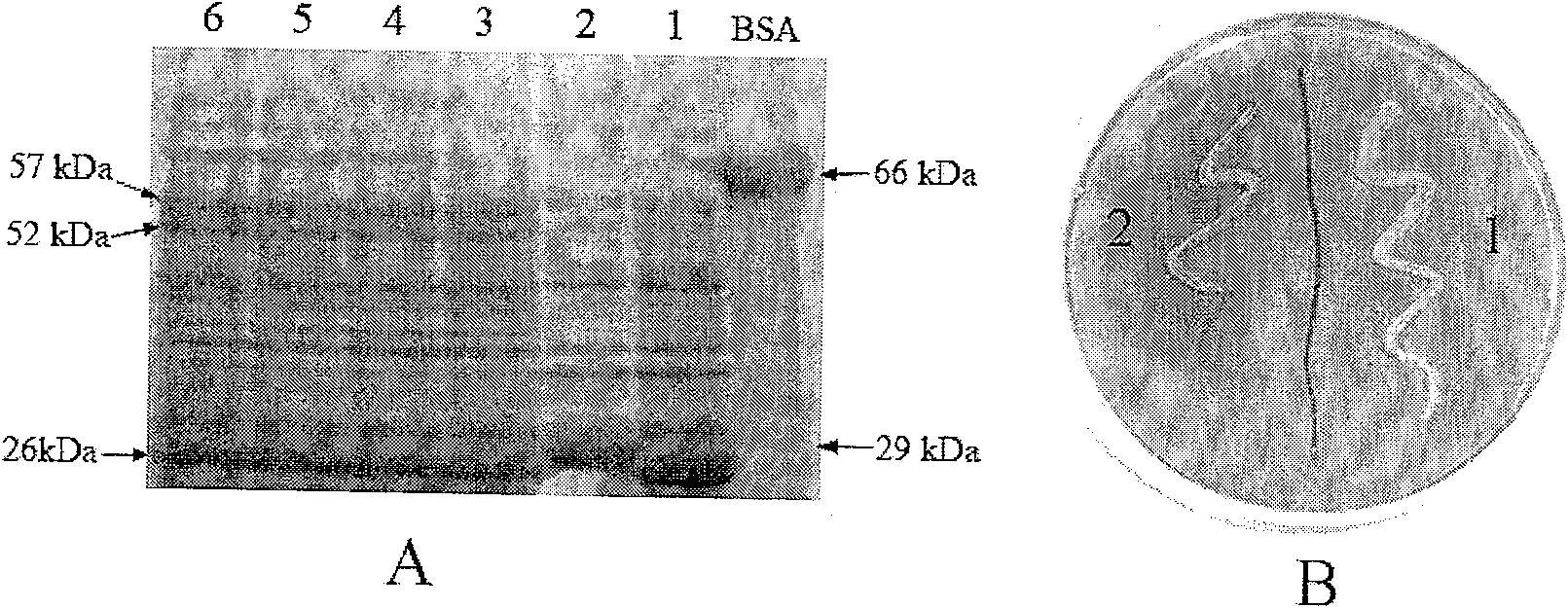 Corn embryosperm ADP-glucose pyrophosphorylase mutant and its screening method and application